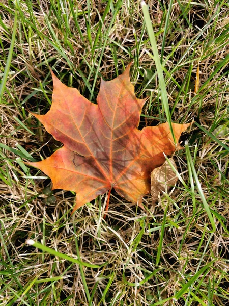Maple Leaf Lies Autumn Grass Arrival Autumn Autumn Mood — Stockfoto