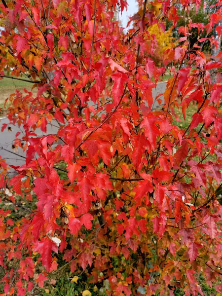 枝条上美丽的红叶特写 秋季植物背景 — 图库照片