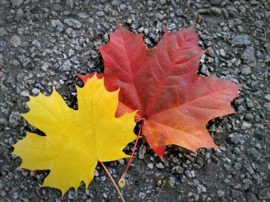 Akçaağaç yaprakları parktaki bir geçitte yatar. Sonbaharın gelişi ve sonbahar havası.
