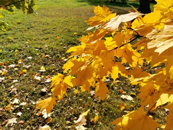 Belo Bordo Amarelo Parte Ramo Fecham Outono Plantas Fundo — Fotografia de Stock