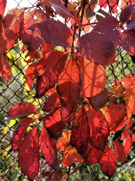 秋天的时候 红色的葡萄会开花 天然落叶秋季背景 — 图库照片