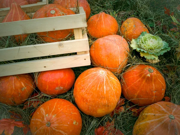 Beautiful Ripe Pumpkins Lie Wooden Crates Straw Farmers Autumn Harvest — Stock Photo, Image