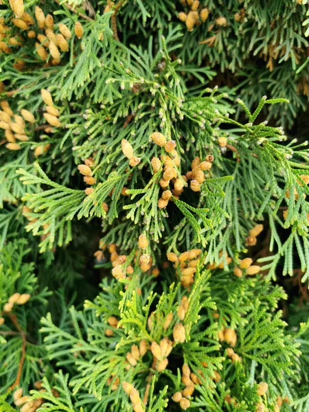 Thuja Zweige Mit Zapfen Großaufnahme Natürlicher Hintergrund Aus Thuja Ästen — Stockfoto