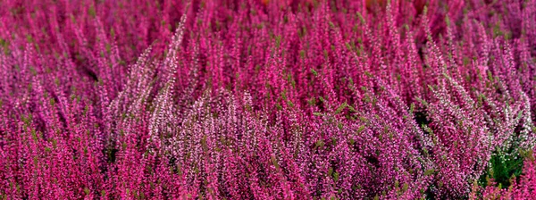 Belle Bruyère Rouge Fleurs Gros Plan Fond Floral Naturel Bruyère — Photo