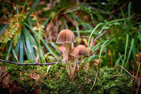 Grupo Hongos Pequeños Primer Plano Del Bosque Champiñones Venenosos Con — Foto de Stock