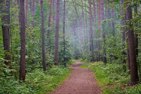 Rök Från Eld Över Träd Skog Brandfara Skogen — Stockfoto