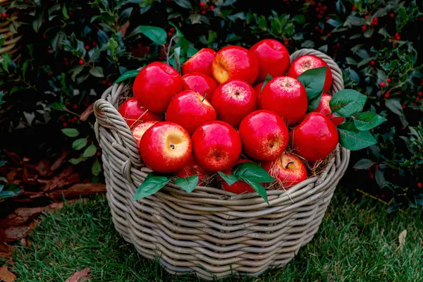 Panier Aux Pommes Rouges Mûres Sur Fond Buissons Verts Aux — Photo