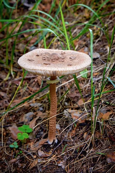 Close Beautiful Brown Fly Agaric Long Stalk Forest Poisonous Mushroom — Stock Photo, Image