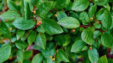 Background of green moldings on branches in a forest.