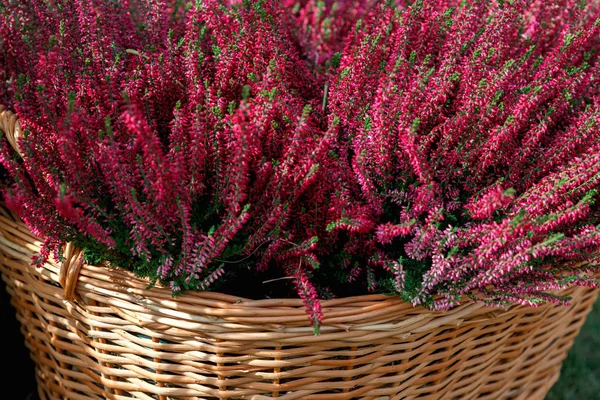 Hermosas Flores Brezo Rojo Cerca Una Canasta Flores Brezo Otoño — Foto de Stock