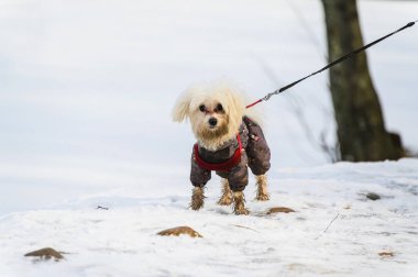 Parkta tulumlu küçük bir köpek. Bir köpek kışın parkta yürür. Kışın bir köpeğin portresi..