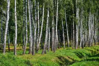Ormandaki bir grup huş ağacı. Ağaçlı yaz ormanı manzarası.