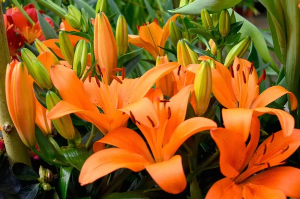 Krásná Oranžová Lily Zblízka Kvetoucí Krásné Lily Květiny — Stock fotografie