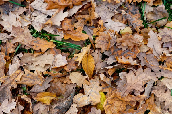 Gevallen Herfstbladeren Het Park Gele Bladeren Herfst — Stockfoto