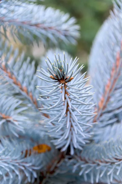 Konsystencja Gałązki Jodły Kartkę Świąteczną Gałęzie Świerku Naturalnego Niebieska Choinka — Zdjęcie stockowe