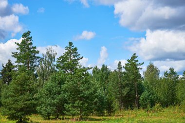 Bir orman açıklığında bir grup huş ağacı ve genç çam ağacı. Ağaçlar ve çam ağaçları ile yaz ormanı manzarası.