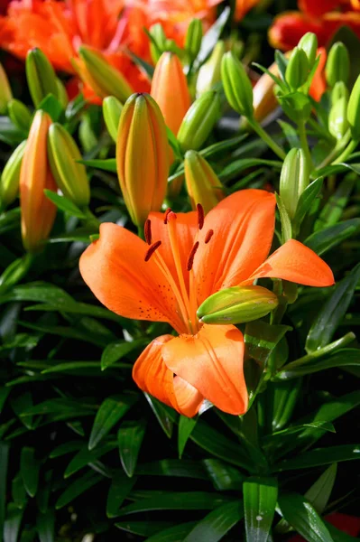 Krásná Oranžová Lily Zblízka Kvetoucí Krásné Lily Květiny — Stock fotografie
