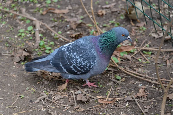 Güvercin parkta özgürce yürür. Baharda parkta bir güvercin..