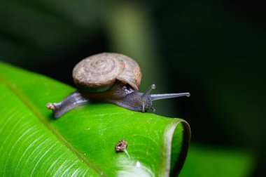 Macro Monachoides Vicinus doğada