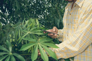 Çiftçiler bahçedeki ağaçların kalitesini kontrol eder.