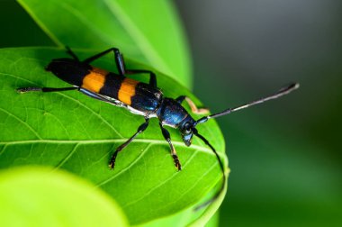  Doğada yapraklar üzerinde böceklerin makro 'su