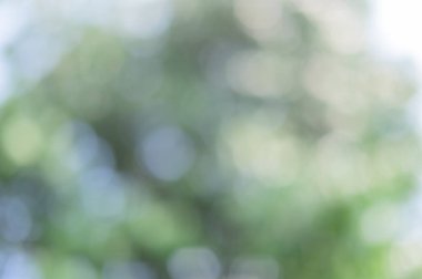 Yeşil ışık doğal ışıktan yankılanıyor