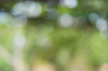 Yeşil ışık doğal ışıktan yankılanıyor