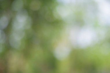 Yeşil ışık doğal ışıktan yankılanıyor