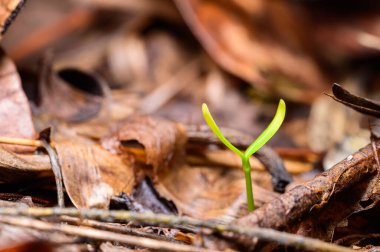 Doğal ormanda büyüyen ağaçlar.