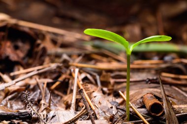 Doğal ormanda büyüyen ağaçlar.