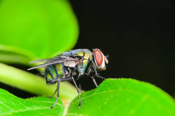 Makrofliegen Blow Fly Chrysomya Megacephala Grüne Flaschenfliegenart Der Natur — Stockfoto