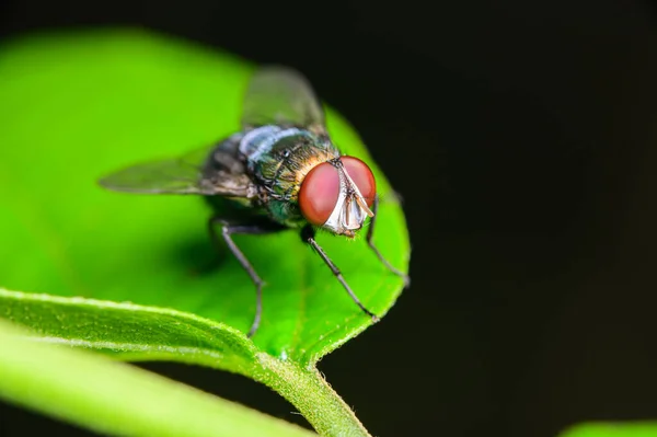 Macro Moscas Mosca Chrysomya Megacephala Verde Especies Moscas Botella Naturaleza — Foto de Stock