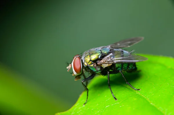 Macro Voa Mosca Sopro Chrysomya Megacephala Espécies Mosca Garrafa Verde — Fotografia de Stock