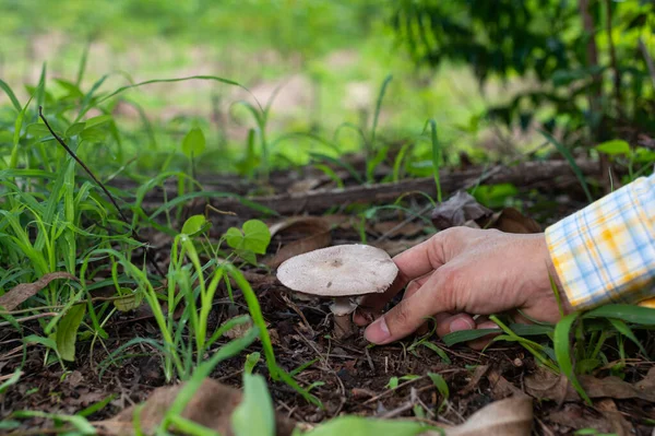 Farmers pick mushrooms in the natural forest