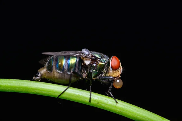 Makrofliegen Blow Fly Chrysomya Megacephala Grüne Flaschenfliegenart Der Natur — Stockfoto