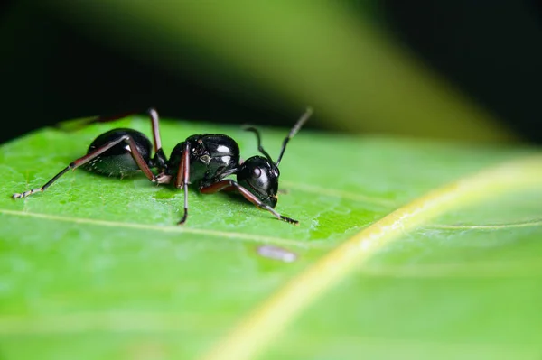 Macro Formiga Preta Folhas Natureza — Fotografia de Stock