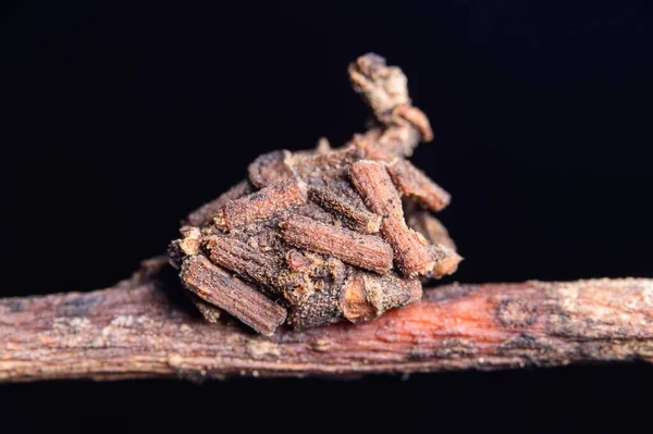 自然界中树枝上的宏观蛹 — 图库照片