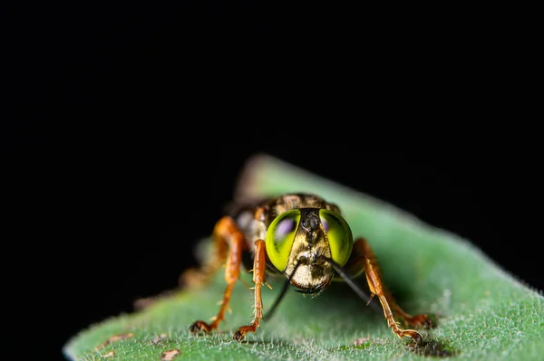 Macro Insectos Sobre Hojas Naturaleza —  Fotos de Stock