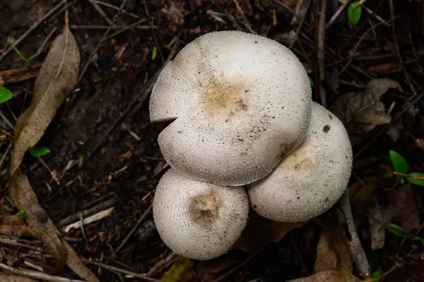 Close Shot Wild Mushrooms Nature — Stock Photo, Image