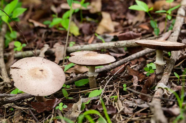 Close Tiro Cogumelos Selvagens Natureza — Fotografia de Stock