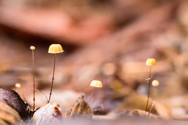 自然の森の中で育つキノコ — ストック写真