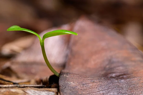 Trees Growing Natural Forest — Stock Photo, Image