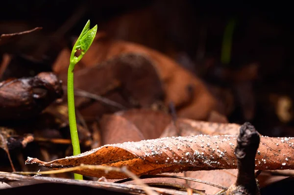 Árboles Que Crecen Bosque Natural — Foto de Stock