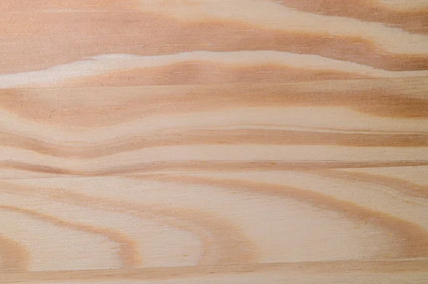 아메리카 제비갈매기의 소나무 — 스톡 사진