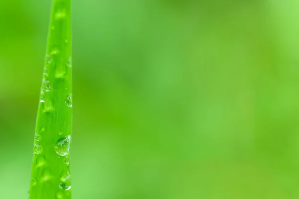 Макро Водяні Краплі Листі Зелений Розмитий Фон — стокове фото