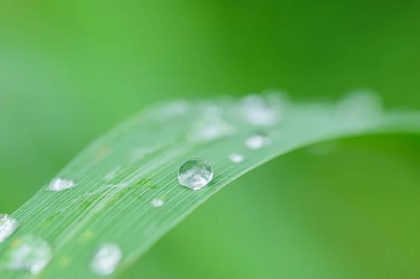 Makro Wassertropfen Auf Blättern Grün Verschwommener Hintergrund — Stockfoto