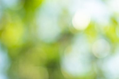 Doğal ışık yeşil çember arkaplanı bokeh