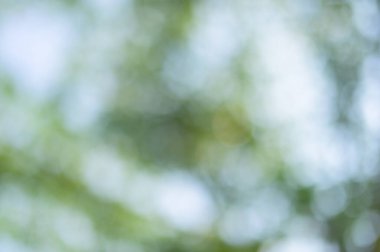 Bokeh küresi doğal ışık arkaplanından yeşil