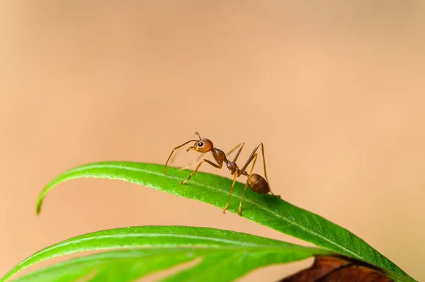 Red Ant Oecophylla Smaragdina Plantas Naturaleza — Foto de Stock