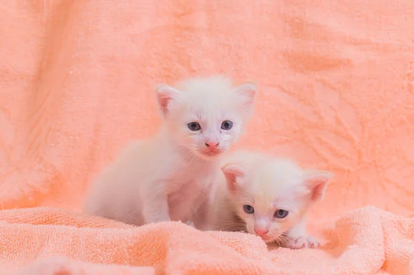 Cute Kitten Pile Cloths — Stock Photo, Image
